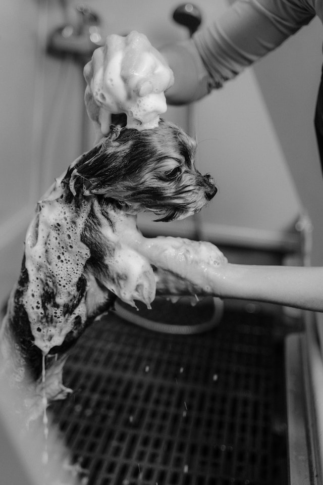 How Can a Pet Groomer Get Rid of Fleas?